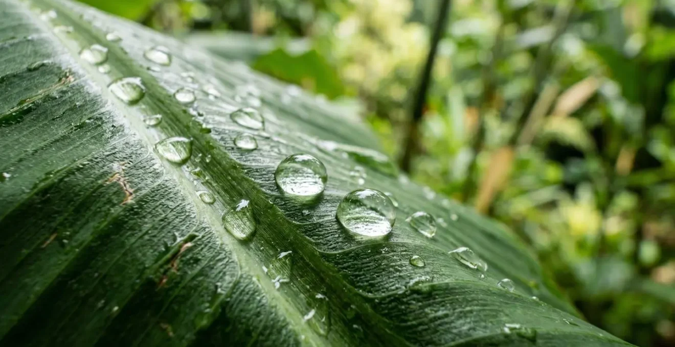 Gros plan sur des gouttes d'eau cristallines perlant sur une large feuille verte de bananier, texture végétale détaillée en arrière-plan flouté